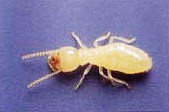 ヤマトシロアリ　職蟻