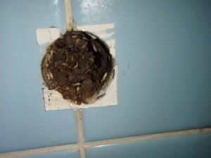シロアリの浴室被害　イメージ